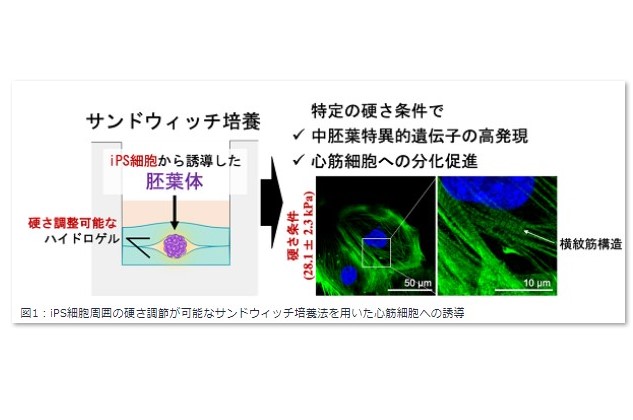iPS細胞による心筋細胞作製を効率化する培養法を確立のサムネイル